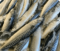 Frozen Fish