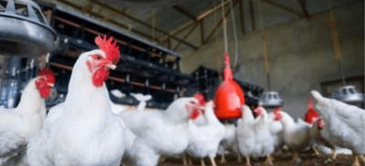 Fresh poultry and meat